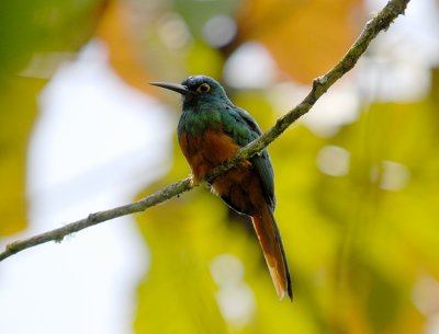 Coppery-chested Jacamar