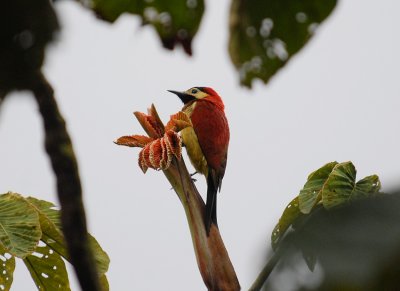 Crimson-mantled Woodpecker3