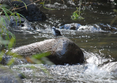 White-capped Dipper5