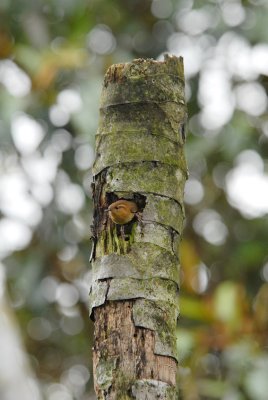 Mountain Wren2