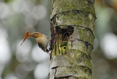 Mountain Wren3