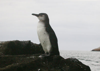 Galapagos Penguin2