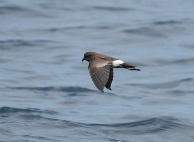 White-vented-Storm-Petrel2