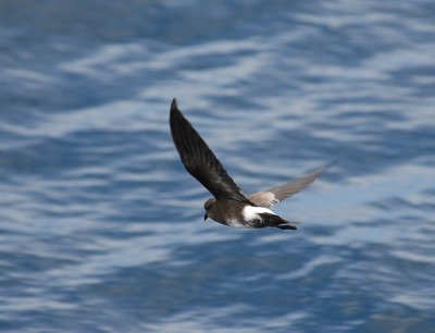 White-vented Storm-Petrel3