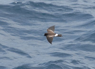 White-vented Storm-Petrel4