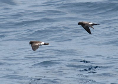 White-vented Storm-Petrel5