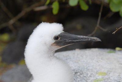 Blue-footed Booby6