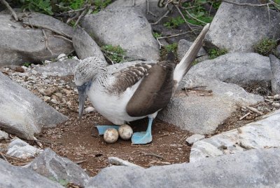 Blue-footed Booby3