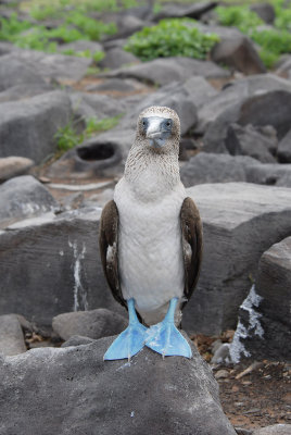 Blue-footed Booby4