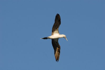 Blue-footed Booby5