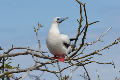 Red-footed Booby2