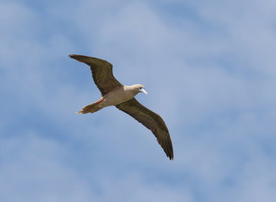 Red-footed Booby4
