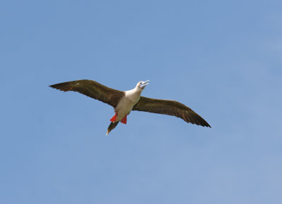 Red-footed Booby5