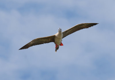 Red-footed Booby6
