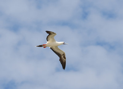 Red-footed Booby3