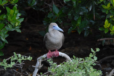 Red-footed Booby7