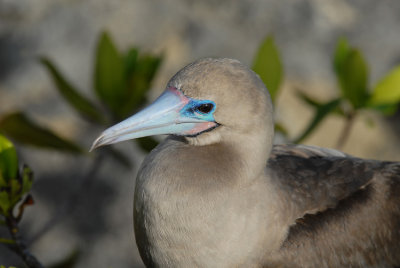 Red-footed Booby8