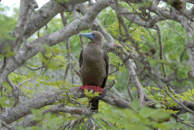 Red-footed Booby9