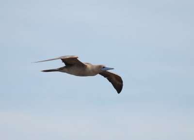 Red-footed Booby10
