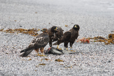 Galapagos Hawk
