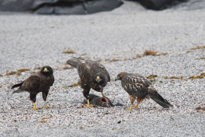 Galapagos Hawk