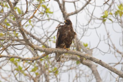 Galapagos Hawk