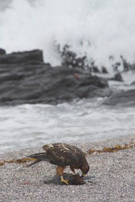 Galapagos Hawk