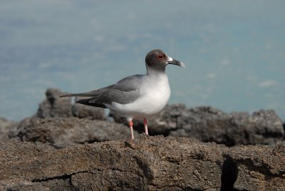 Swallow-tailed Gull3