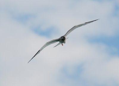 Swallow-tailed Gull4