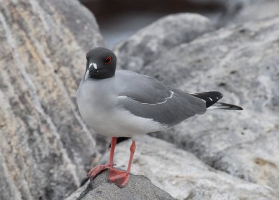 Swallow-tailed Gull7