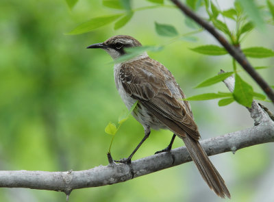 Galapagos Mockingbird