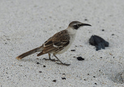 Galapagos Mockingbird