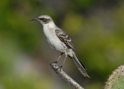 Galapagos Mockingbird