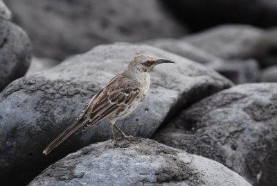 Hood Mockingbird