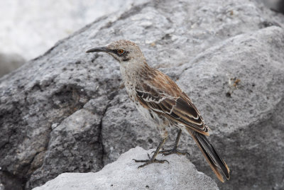 Hood Mockingbird