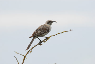 Hood Mockingbird