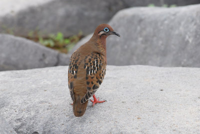 Galapagos Dove