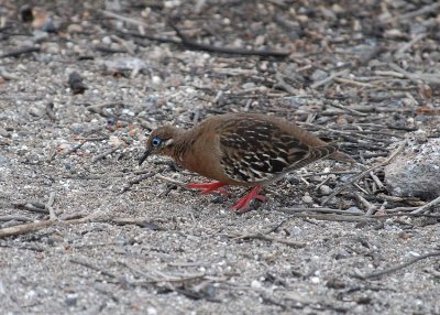 Galapagos Dove