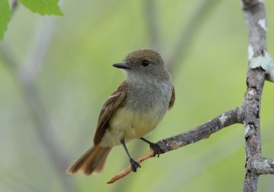 Galapagos Flycatcher