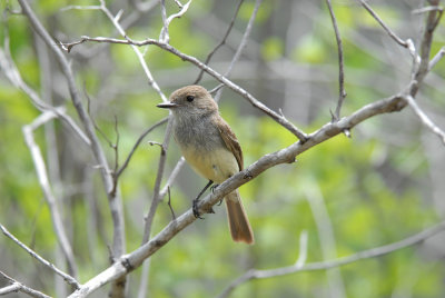 Galapagos Flycatcher