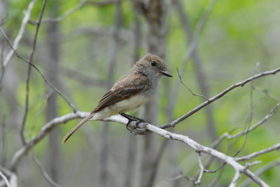 Galapagos Flycatcher