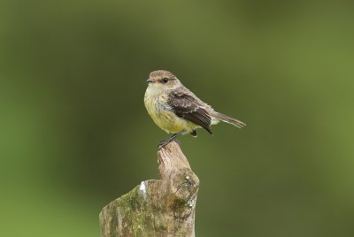 Vermilion Flycatcher