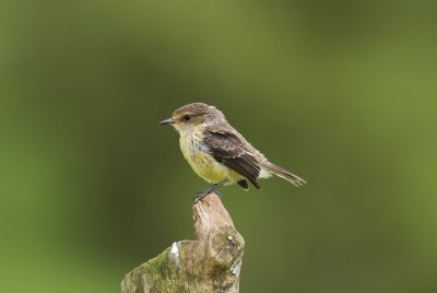 Vermilion Flycatcher