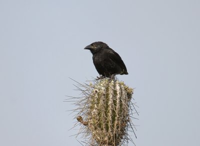 Common Cactus Finch