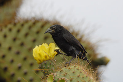 Common Cactus Finch