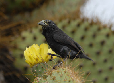 Common Cactus Finch
