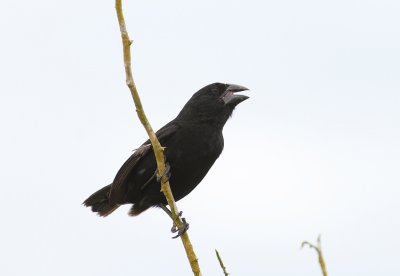 Large Cactus Finch