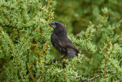 Large Cactus Finch