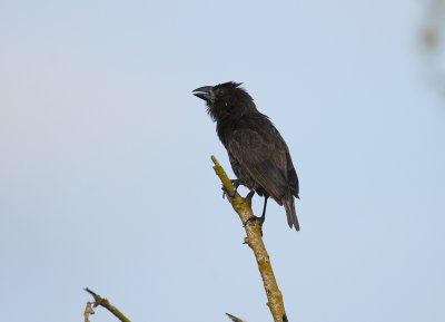 Large Cactus Finch