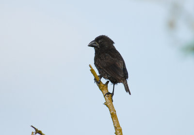 Large Cactus Finch